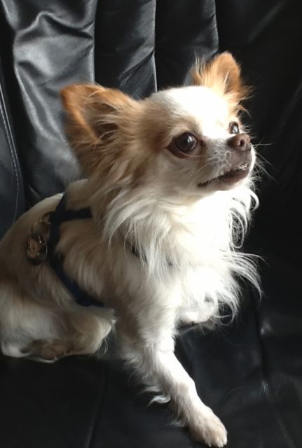 chihuahua dimo.jpg